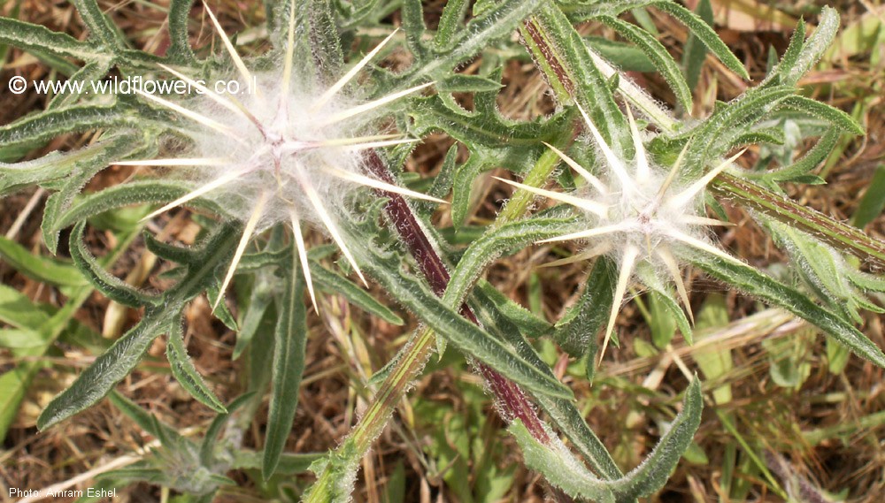Centaurea procurrens